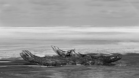 Bethells Beach Log wide 