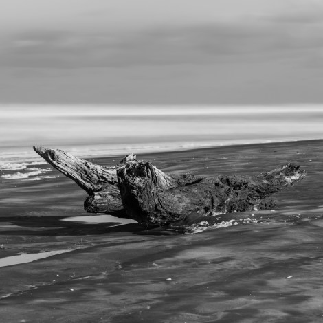 Bethells Beach log